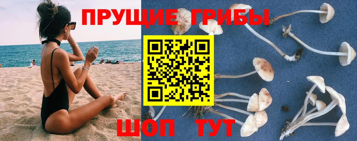 Галлюциногенные грибы Psilocybine cubensis Моздок