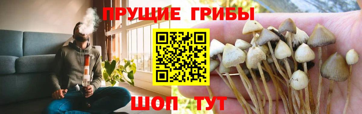 как найти наркотики  Галлюциногенные грибы Magic Shrooms  Вход с VPN  Моздок 